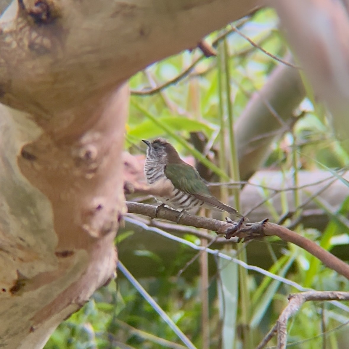 Shining Bronze-Cuckoo - ML645615000