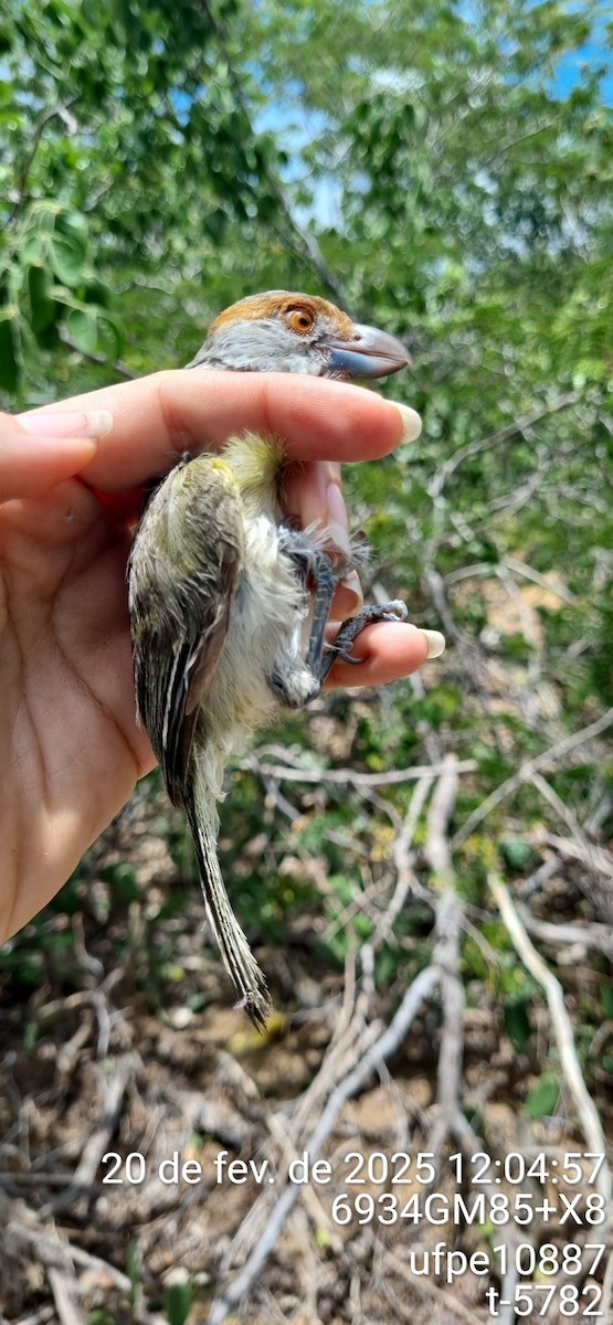 Rufous-browed Peppershrike - ML645615001