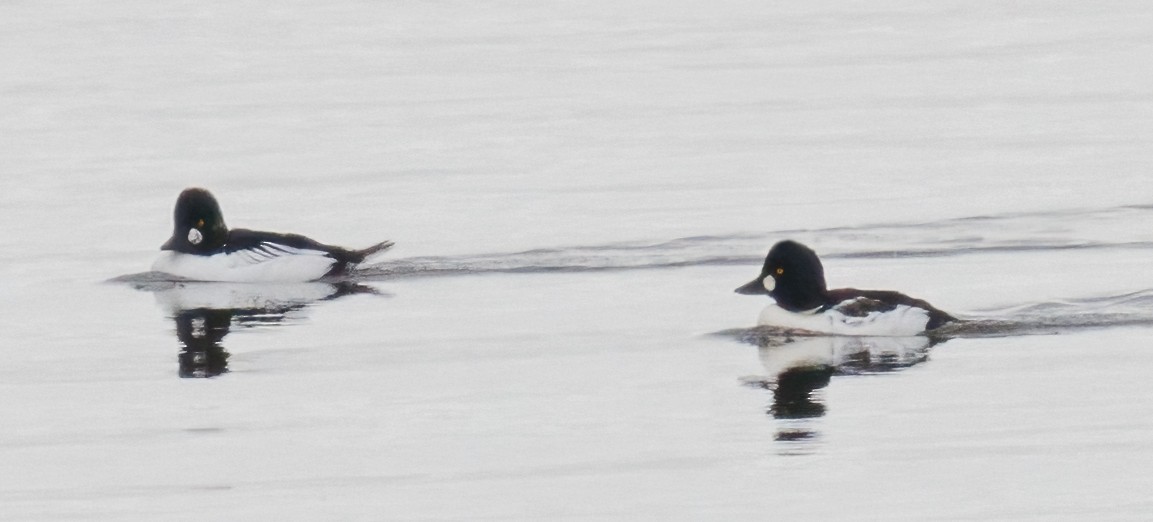 Common Goldeneye - ML645615002