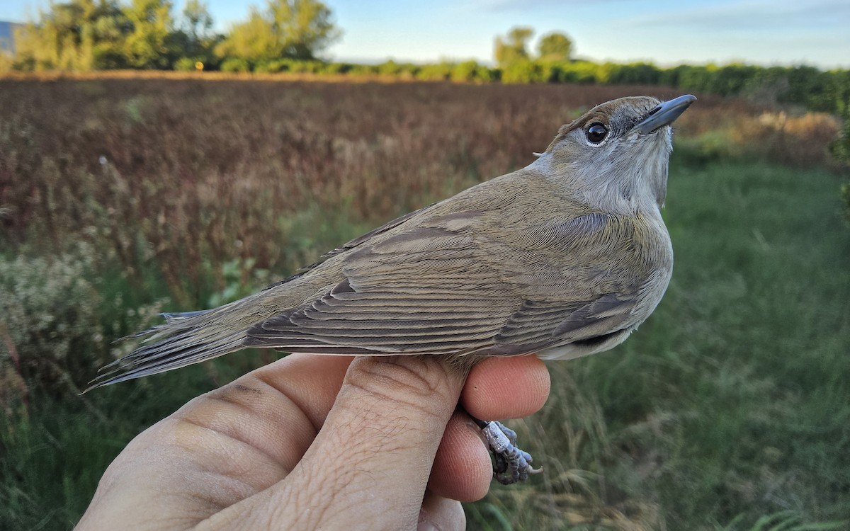 Eurasian Blackcap - ML645615004