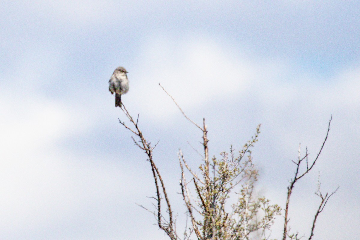 Sagebrush Sparrow - ML645615007