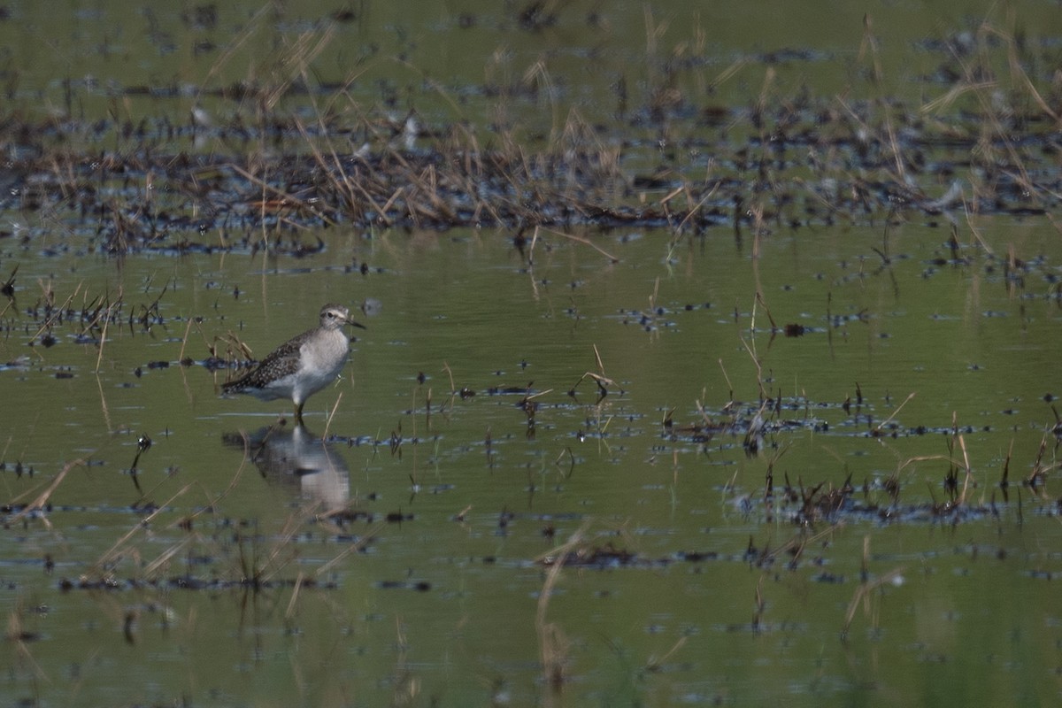 vodouš bahenní - ML645615009