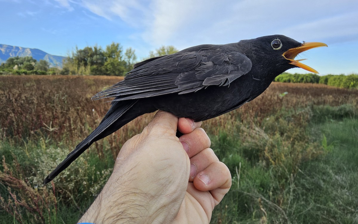 Eurasian Blackbird - ML645615014