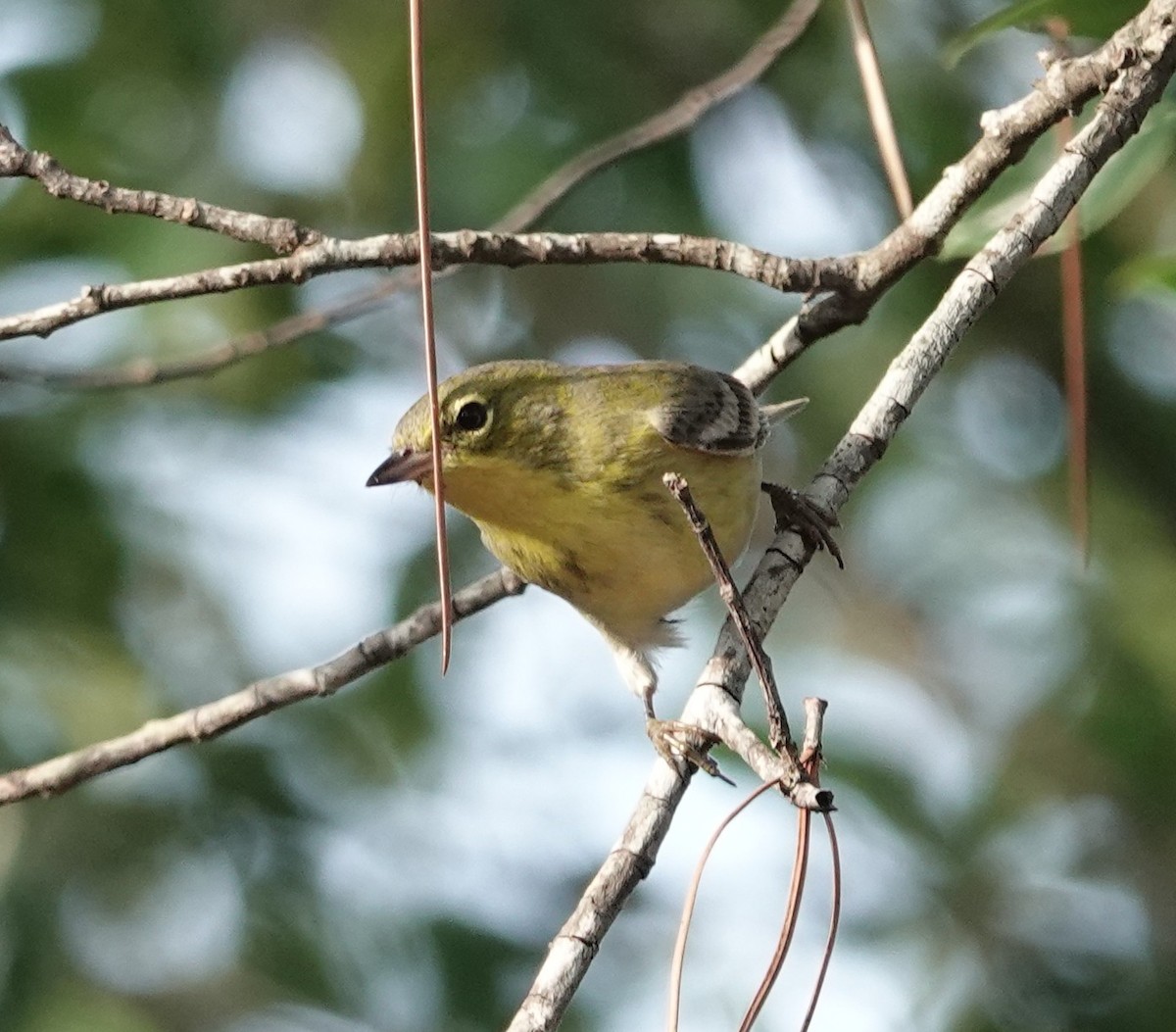 סבכון אורנים - ML645615018