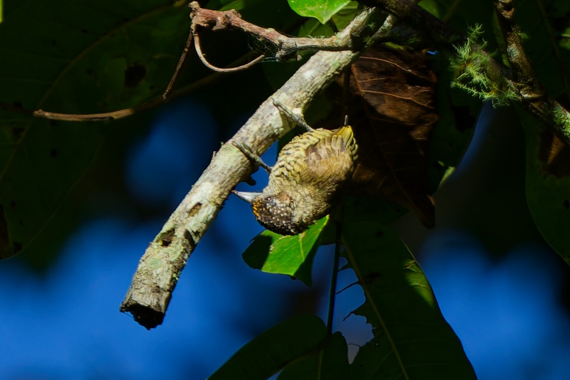 Добаш смугастогрудий - ML645615026