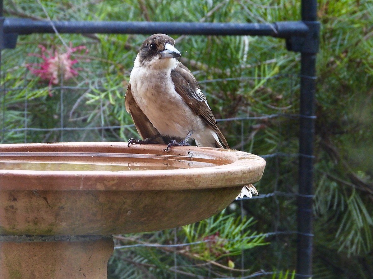 Gray Butcherbird - ML645615029