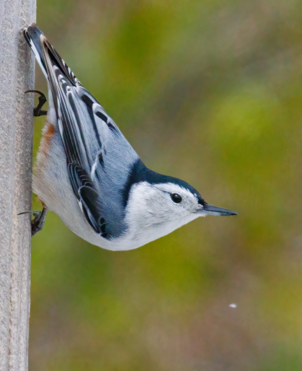 White-breasted Nuthatch - ML645615030