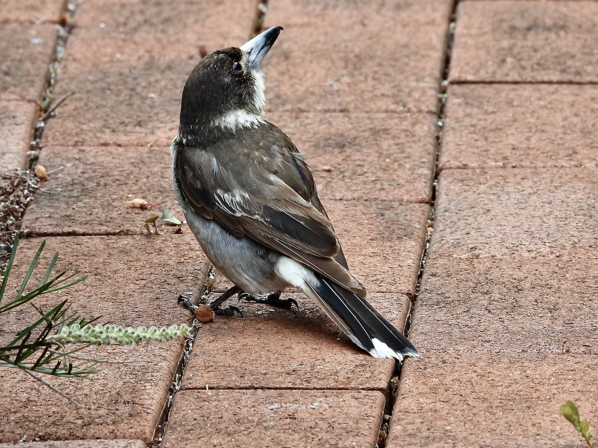Gray Butcherbird - ML645615031