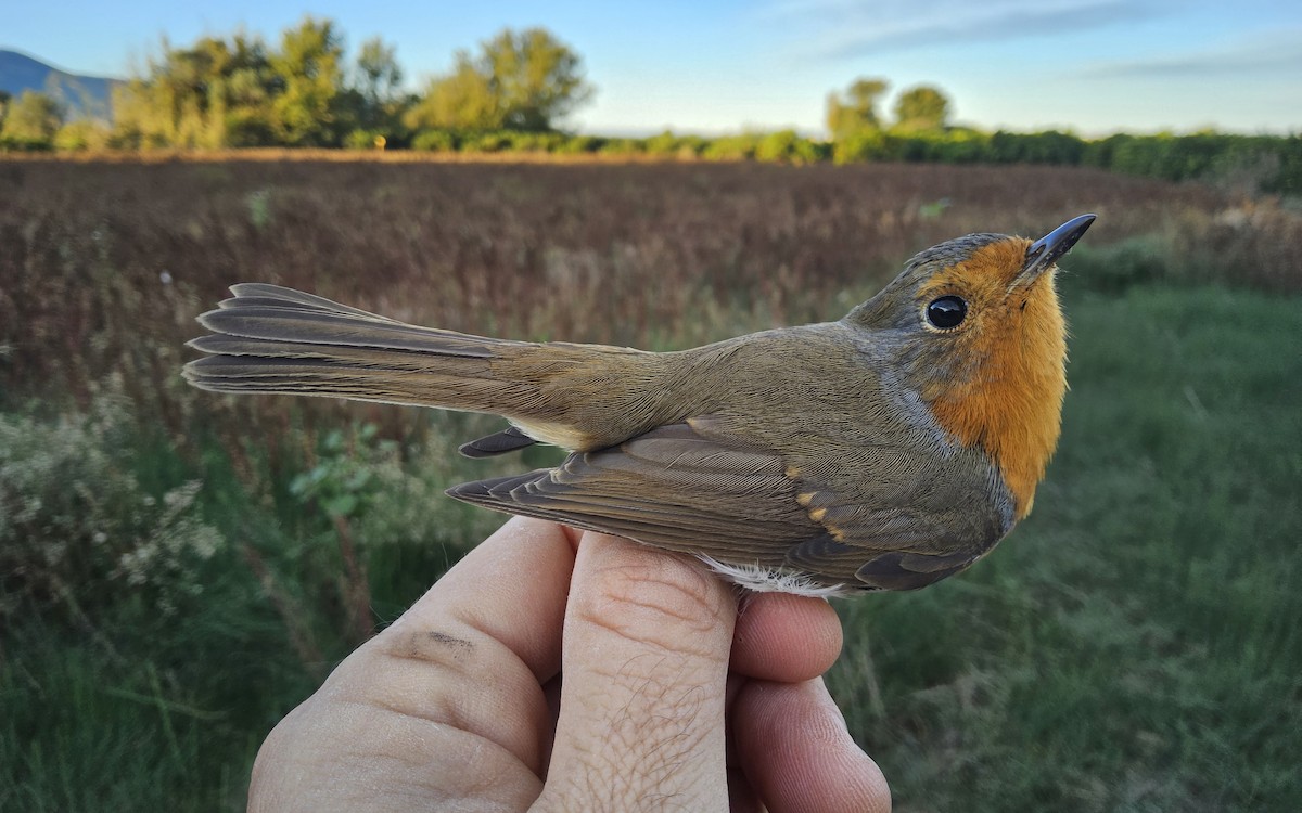 European Robin - ML645615032