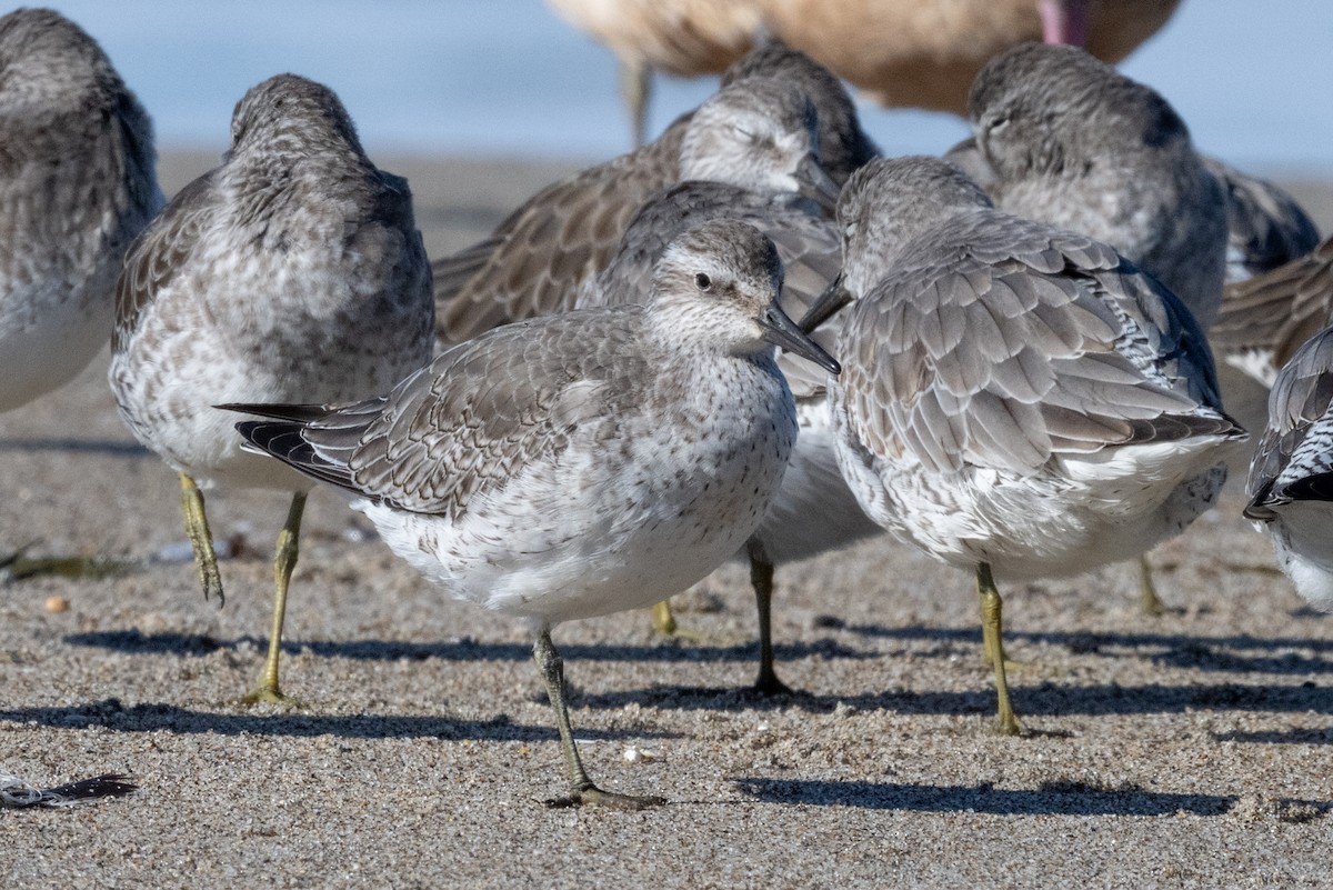 jespák rezavý - ML645615036