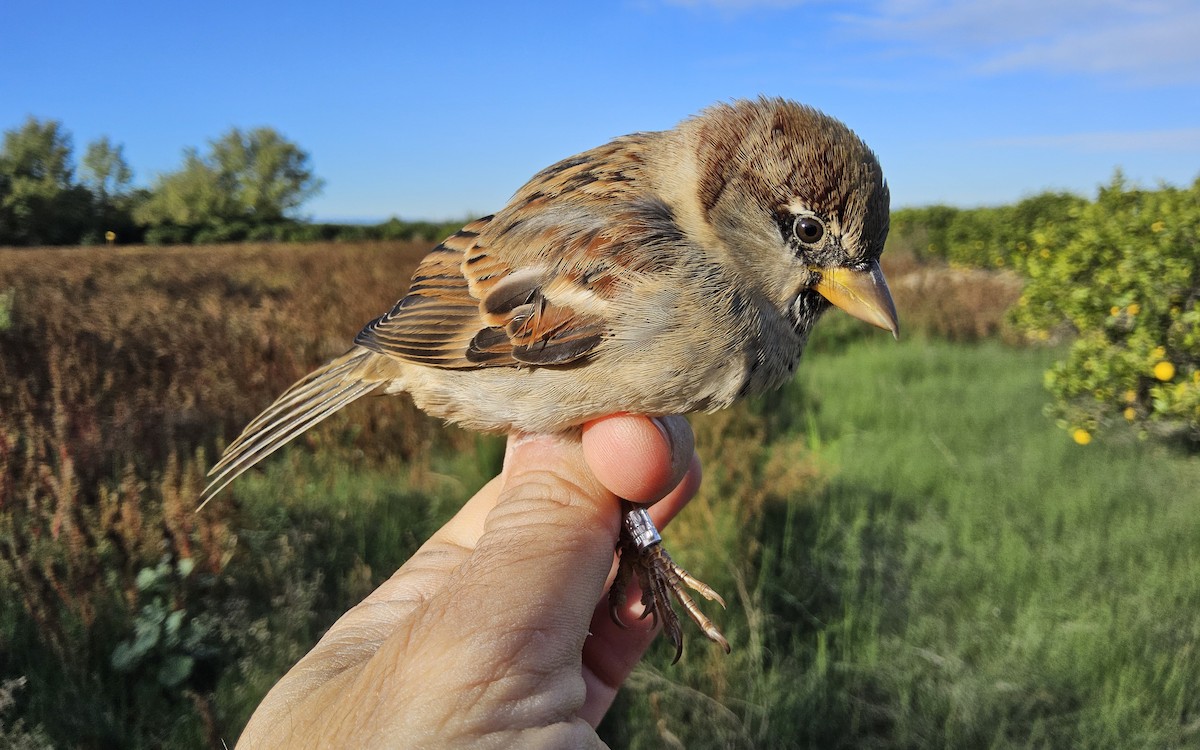 House Sparrow - ML645615039