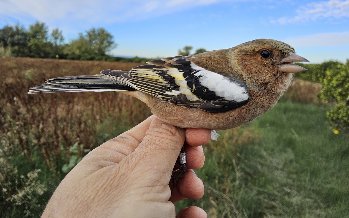 Common Chaffinch - ML645615071