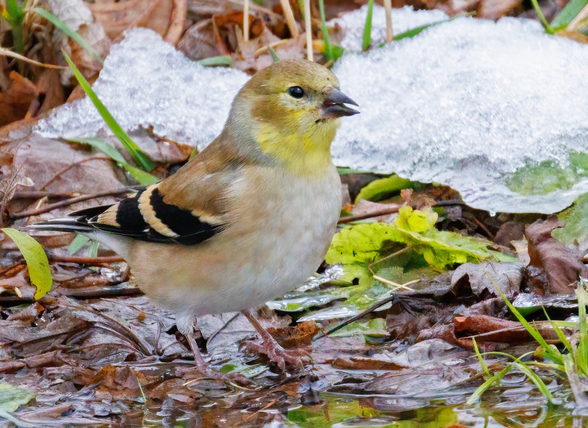 American Goldfinch - ML645615075