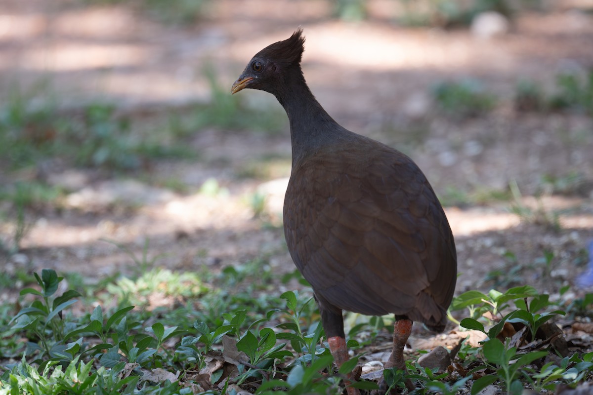 Orange-footed Megapode - ML645615079