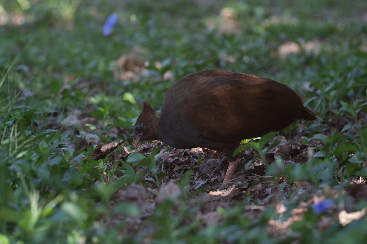 Orange-footed Megapode - ML645615080