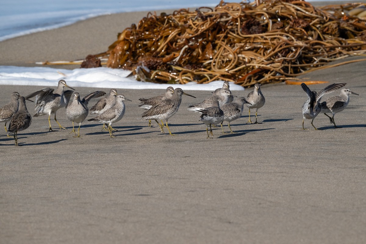 jespák rezavý - ML645615087