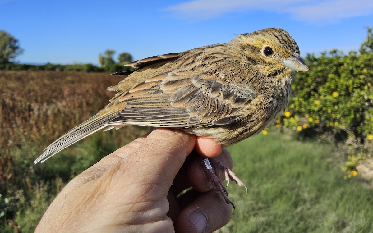 Cirl Bunting - ML645615091