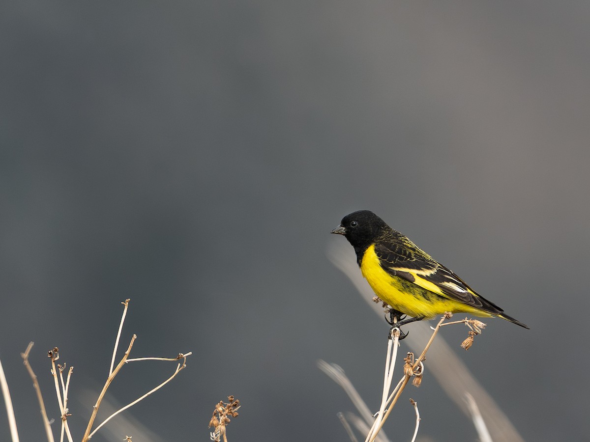Yellow-rumped Siskin - ML645615110