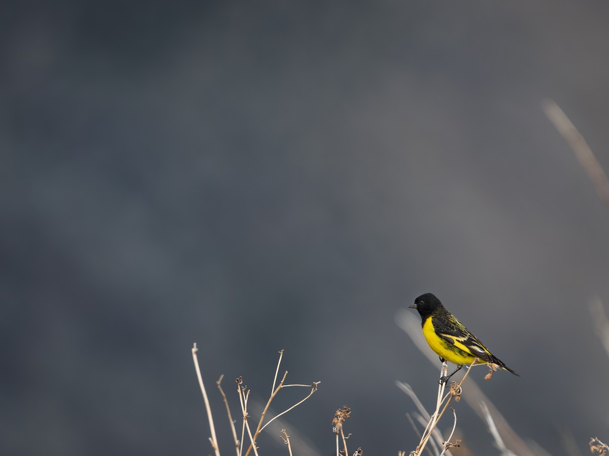 Yellow-rumped Siskin - ML645615111