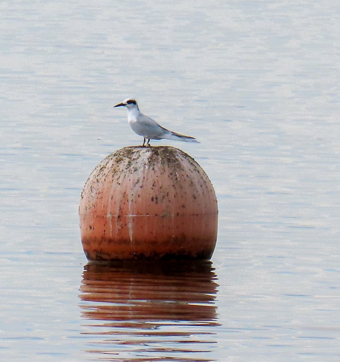 Forster's Tern - ML645615116