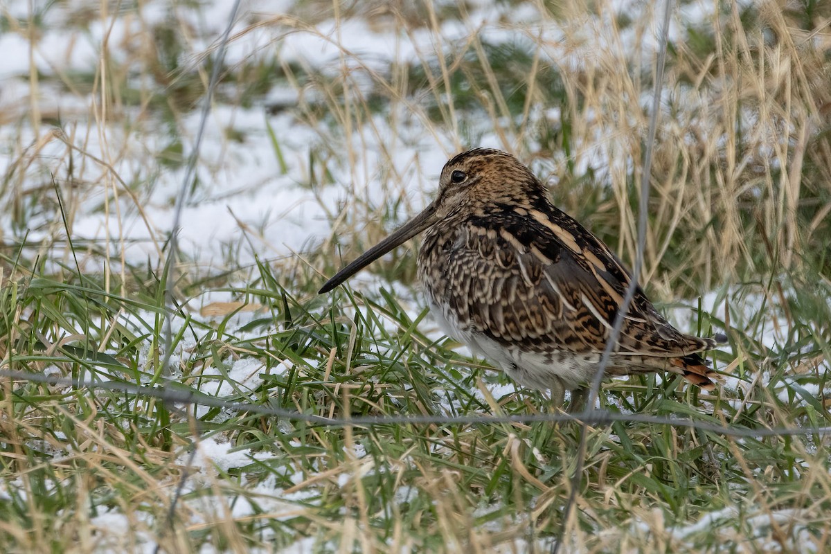 Common Snipe - ML645615117