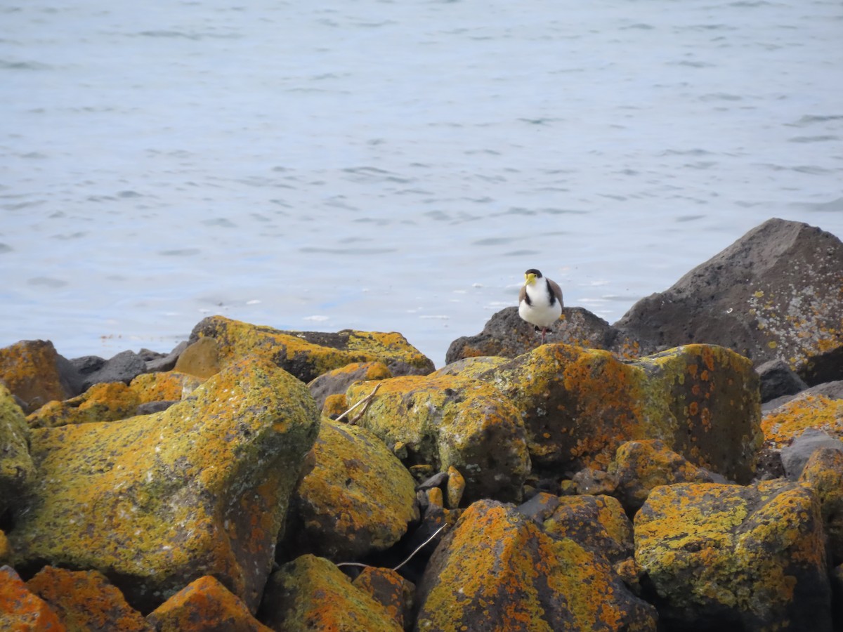 Hegabera maskaraduna - ML645615119