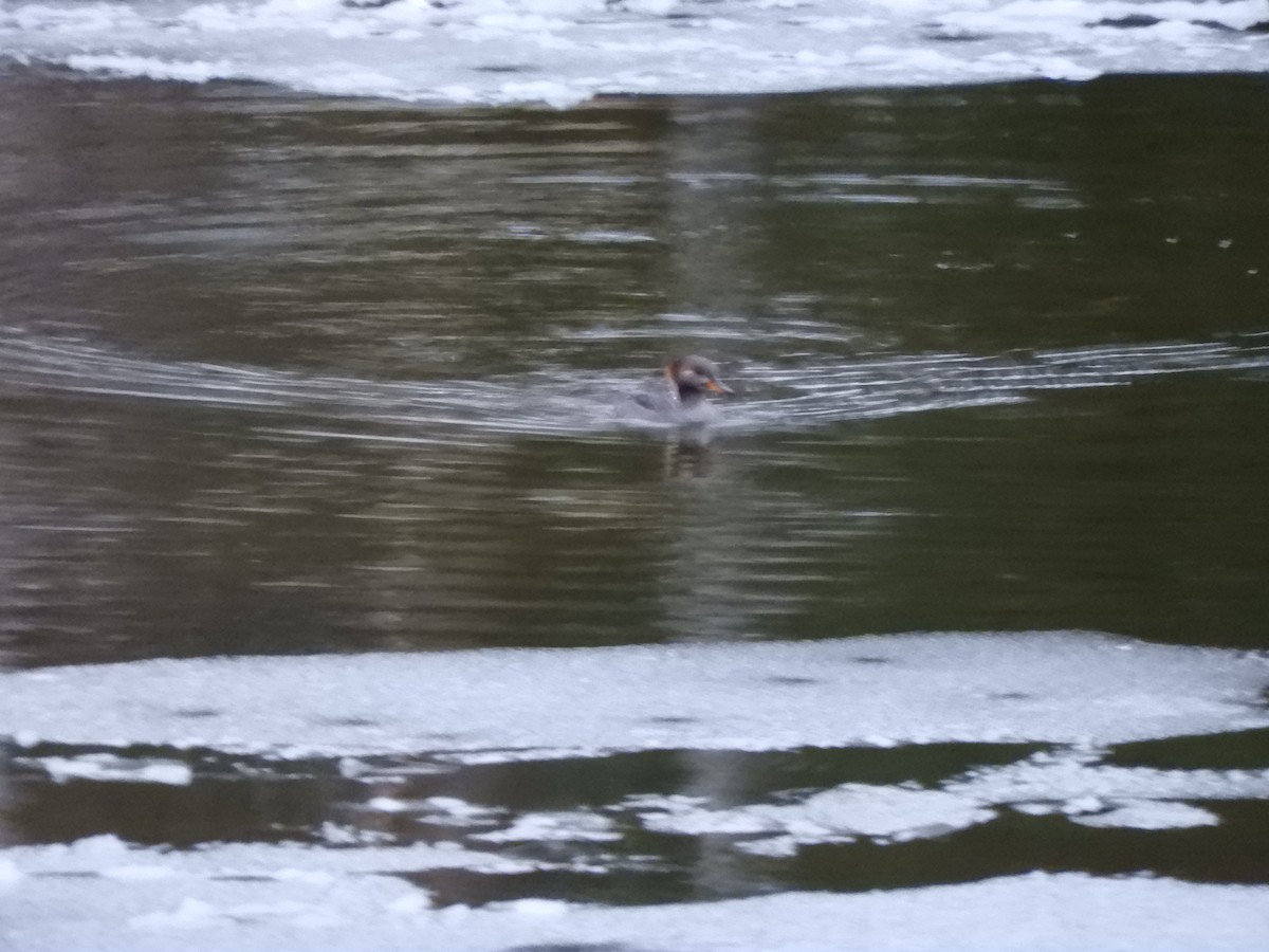 Hooded Merganser - ML645615120