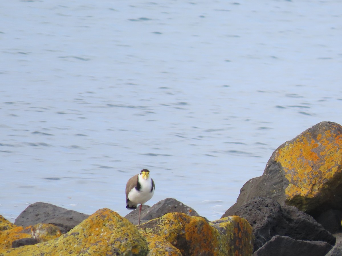 Hegabera maskaraduna - ML645615131