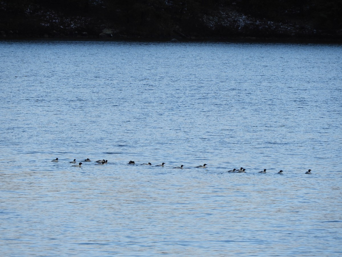 Common Merganser - ML645615137