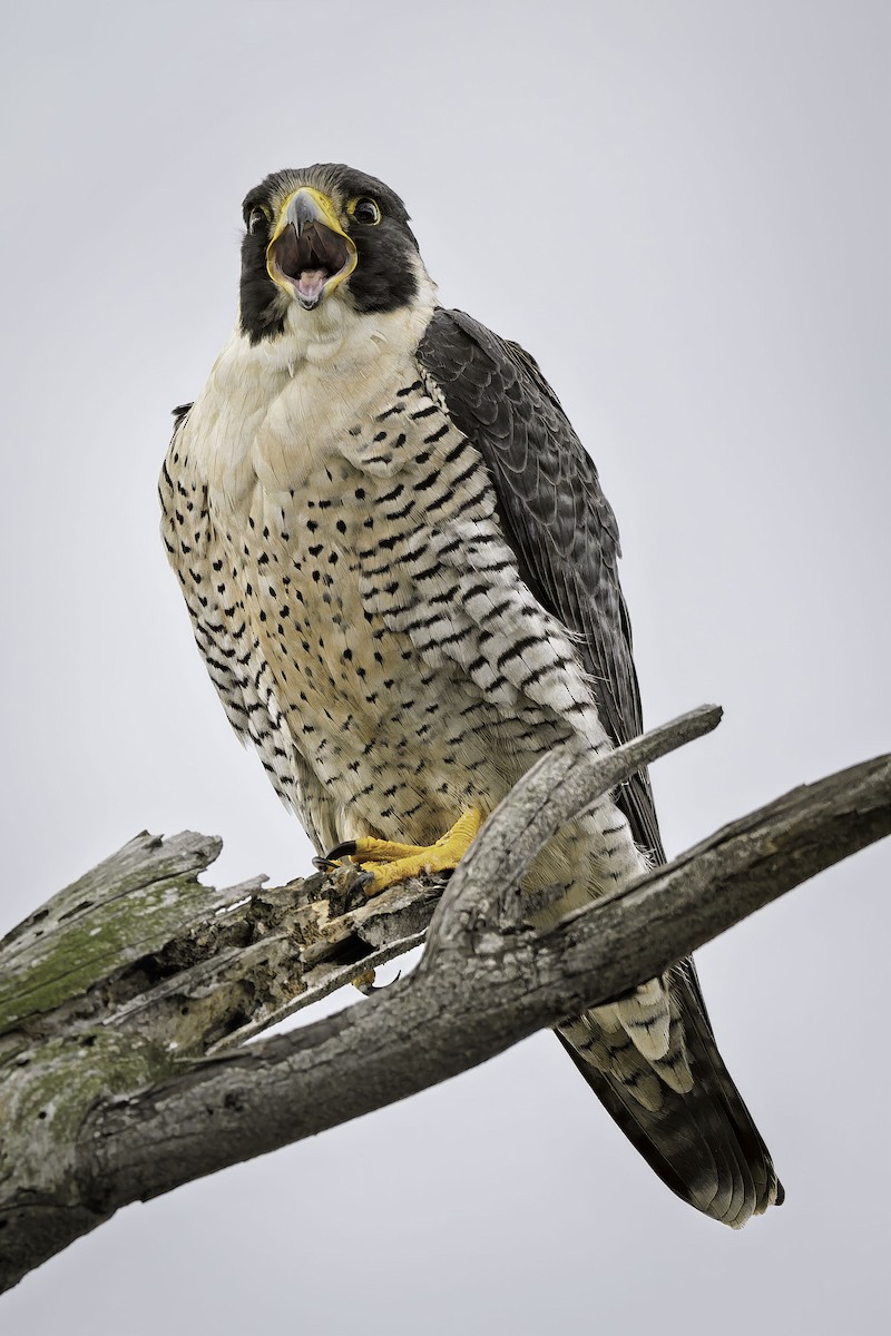 Peregrine Falcon - ML645615144