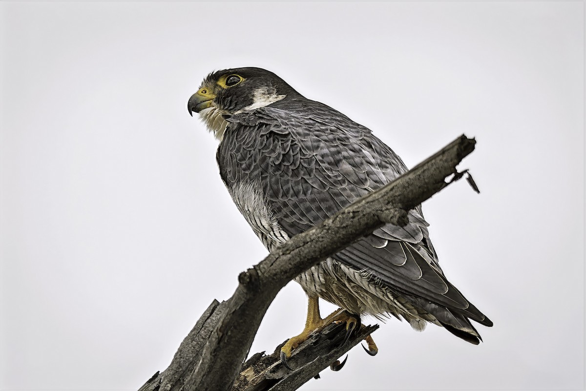 Peregrine Falcon - ML645615145