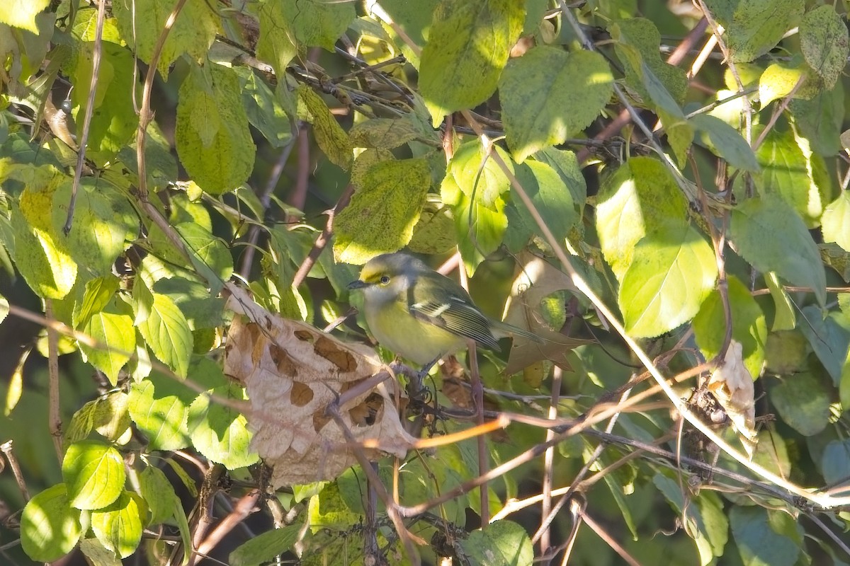 White-eyed Vireo - ML645615148