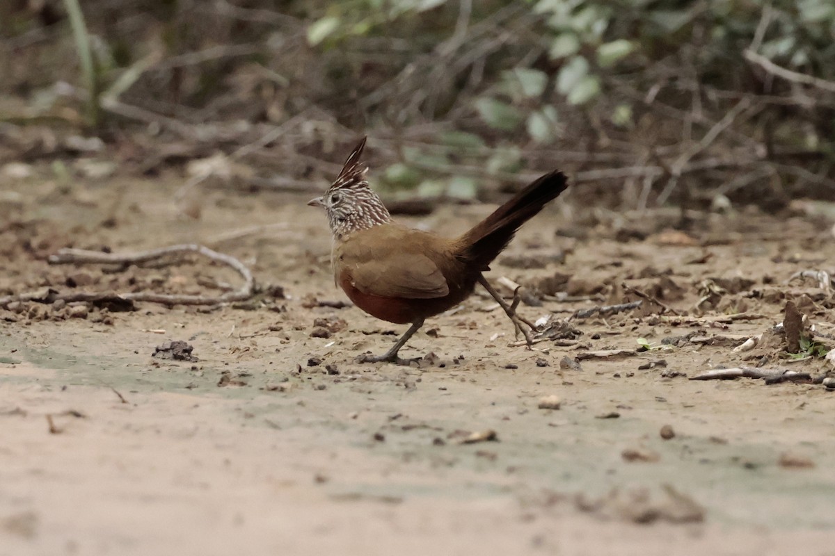 Crested Gallito - ML645615159