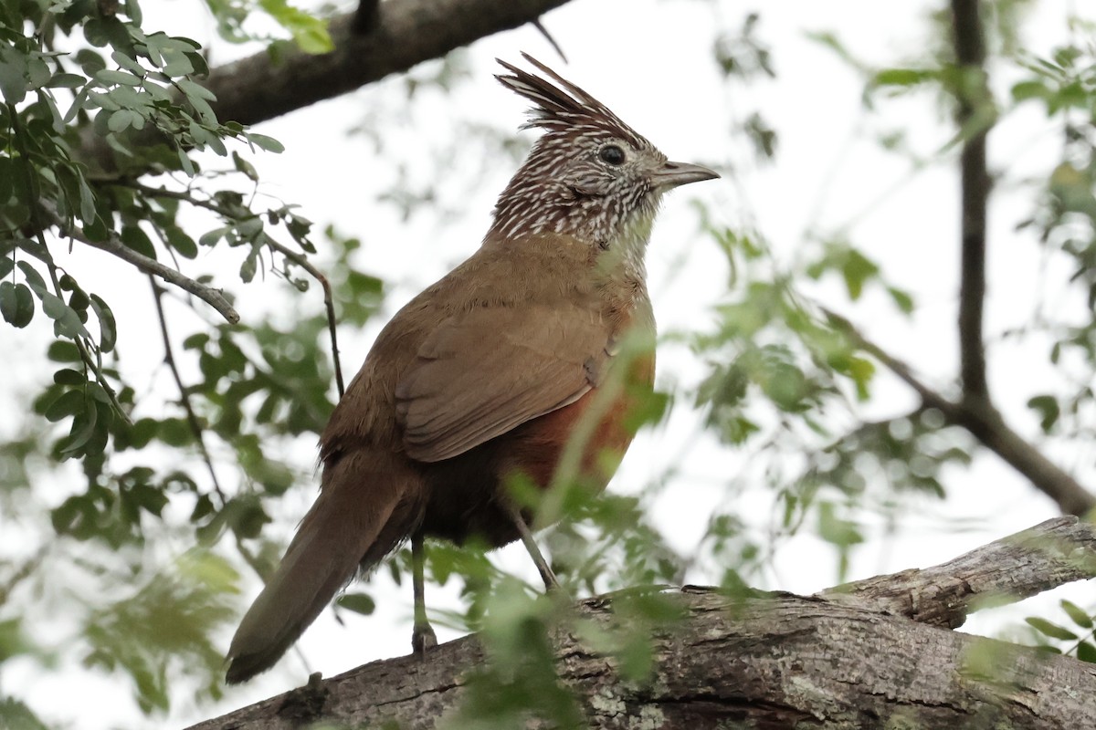 Crested Gallito - ML645615160