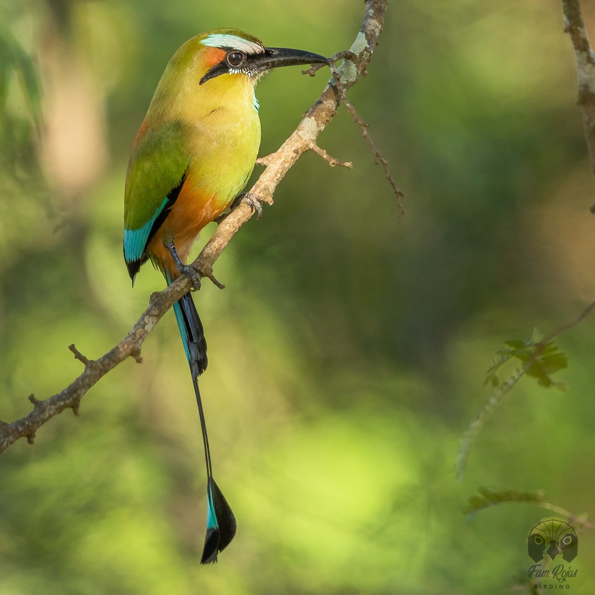 Момот рудочеревий - ML645615161