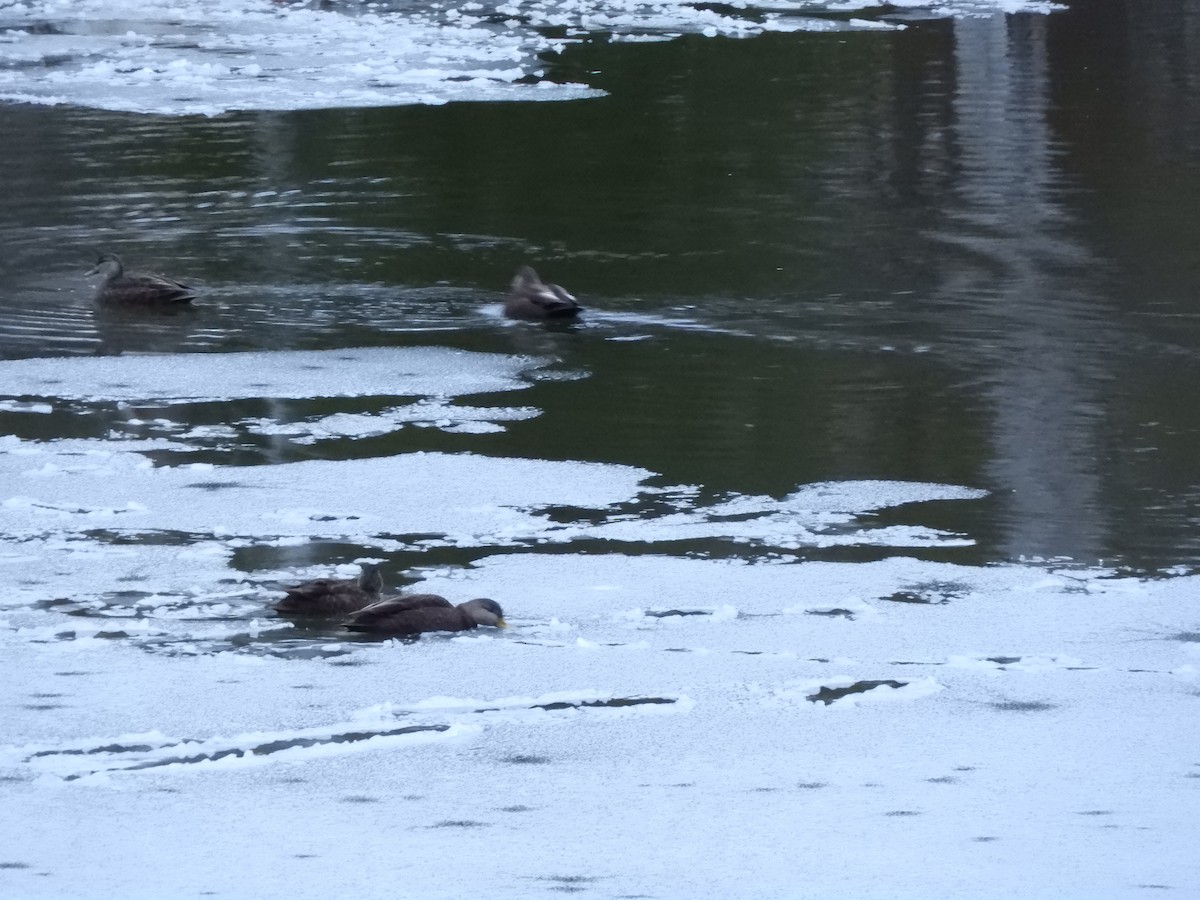 American Black Duck - ML645615182