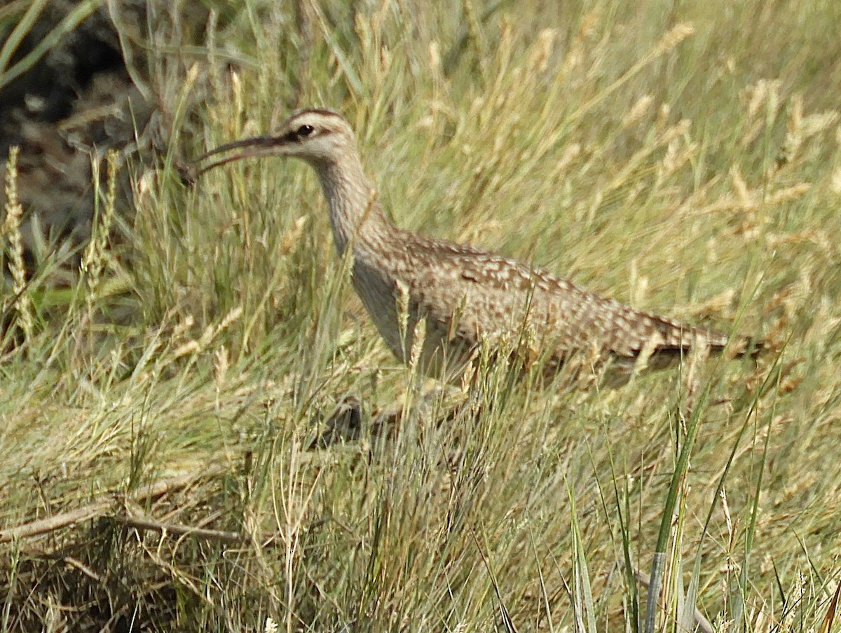 Hudsonian Whimbrel - ML645615185
