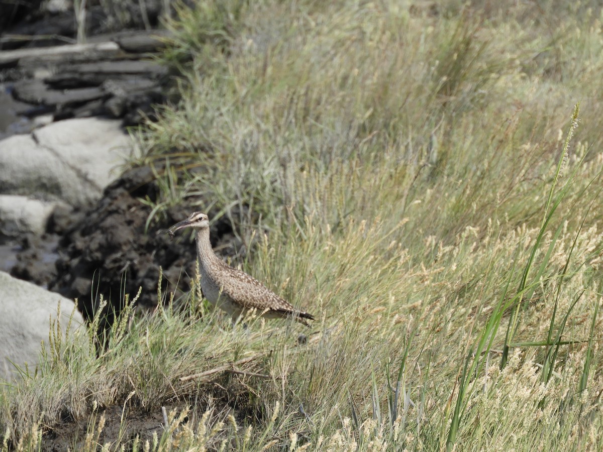 Hudsonian Whimbrel - ML645615186