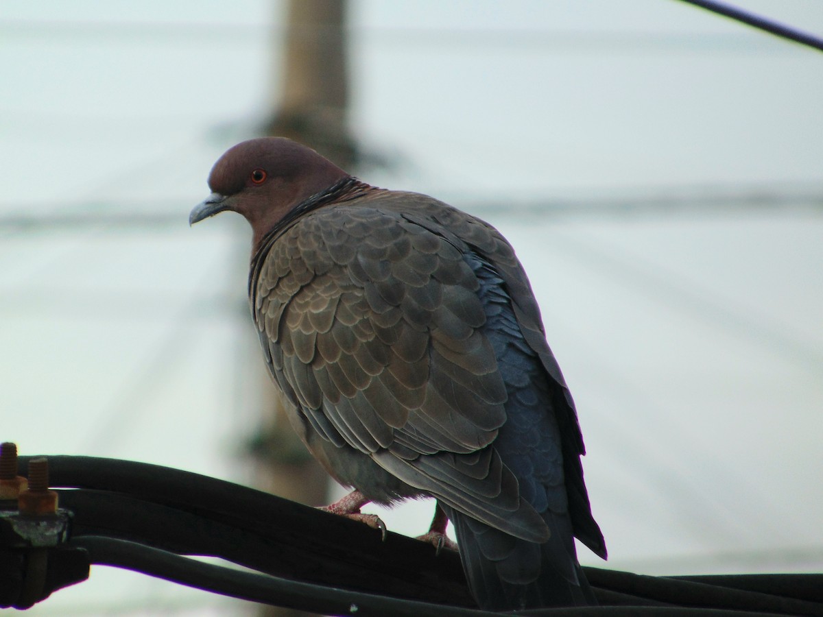 Темнохвостый голубь - ML645615189