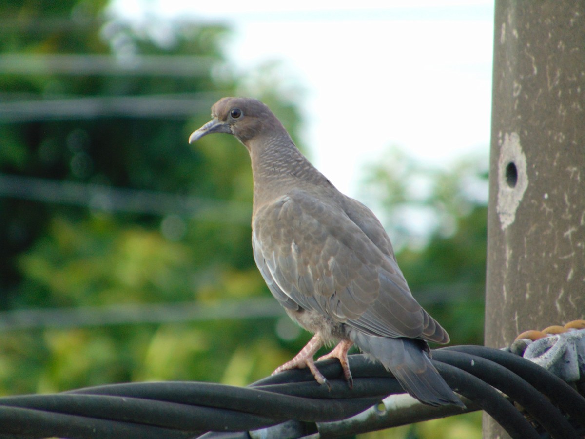 Темнохвостый голубь - ML645615190