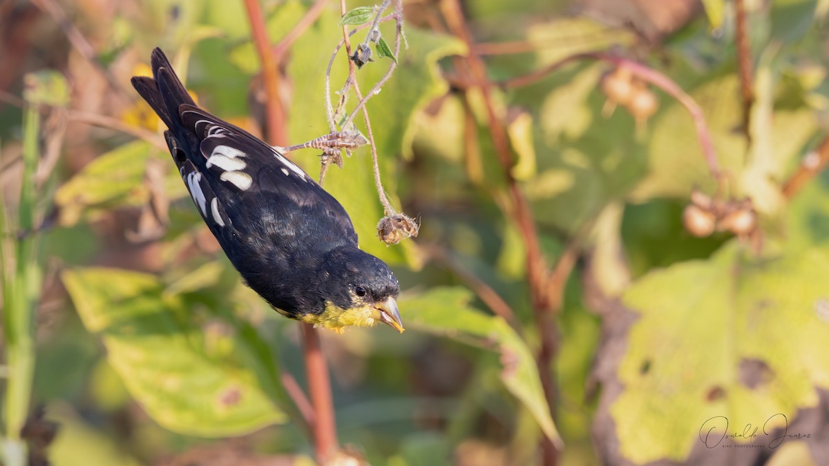 Lesser Goldfinch - ML645615193