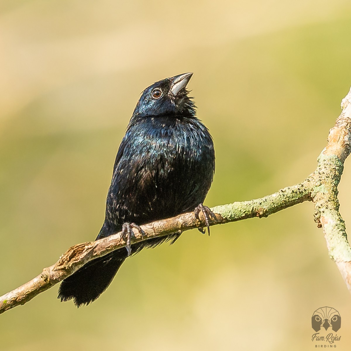 シコンヒワ - ML645615196