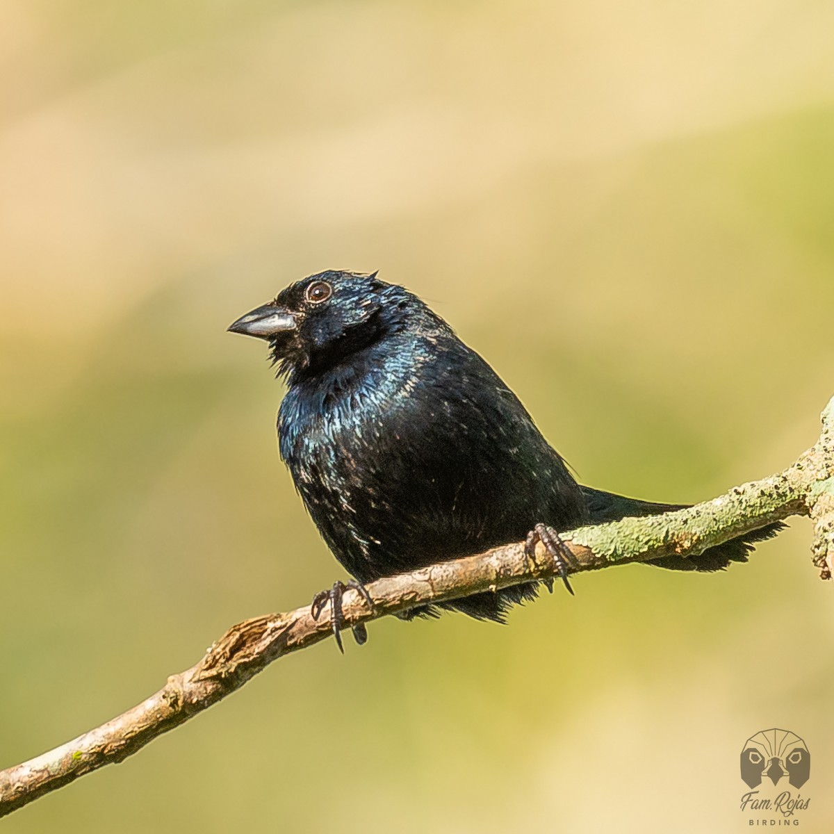 シコンヒワ - ML645615197