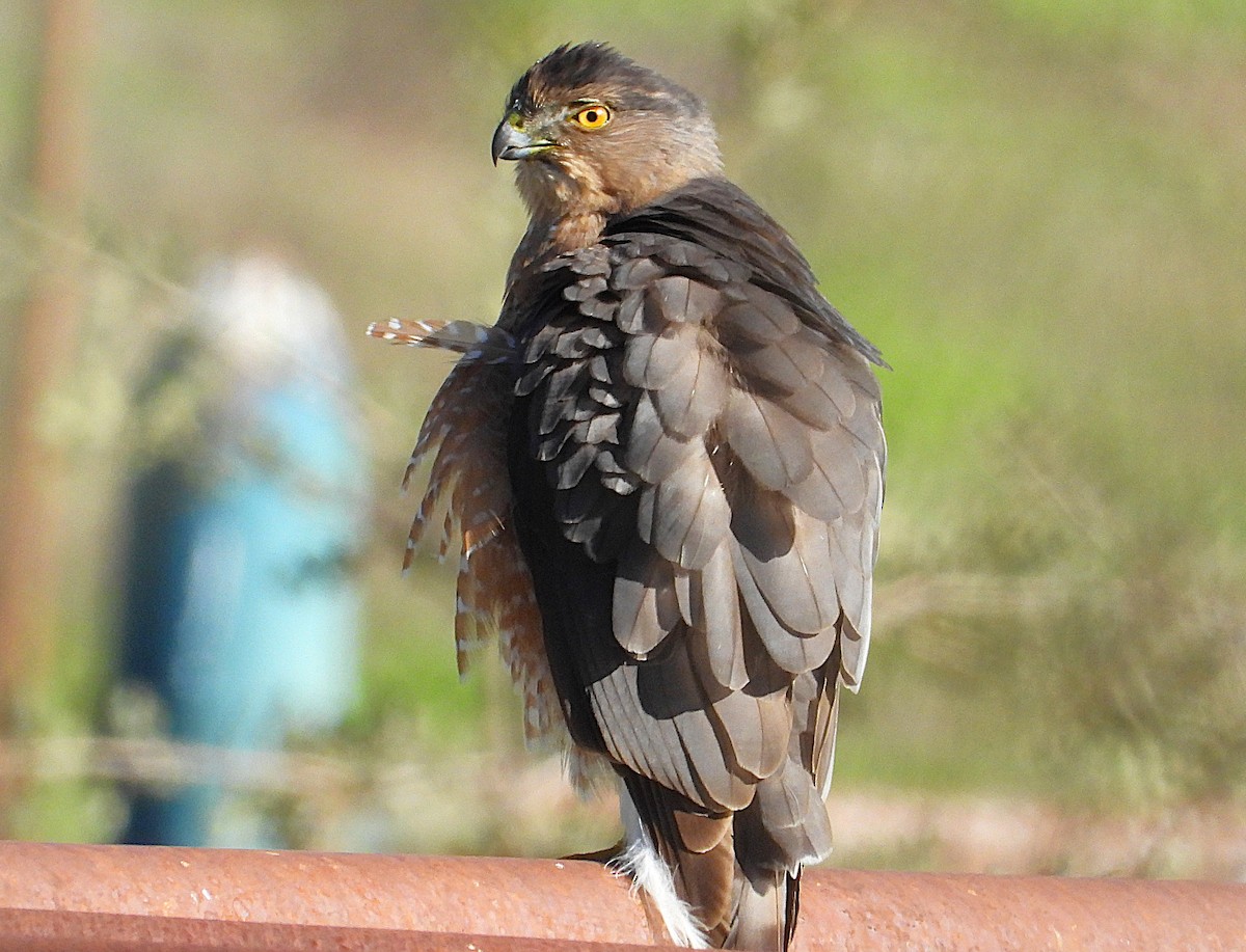 jestřáb americký - ML645615208