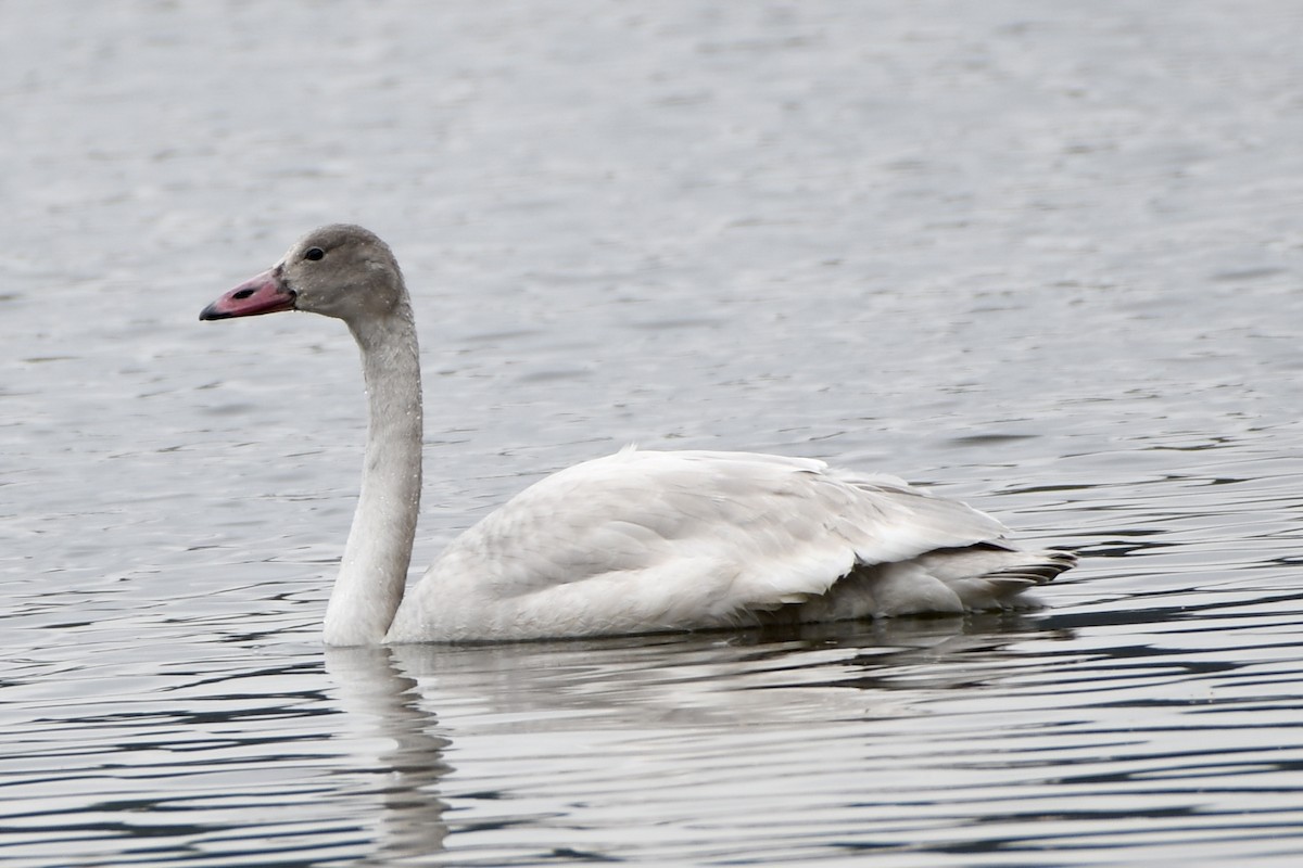Tundra Swan - ML645615221