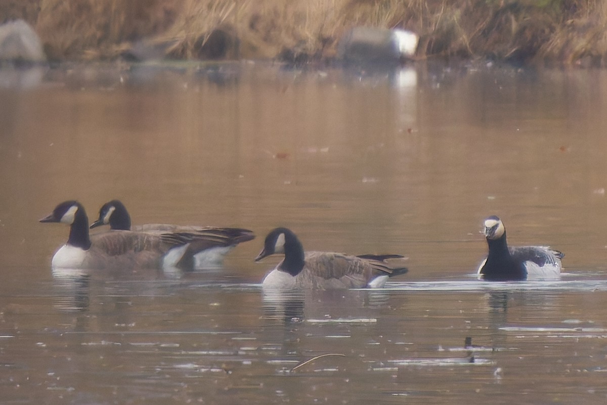 Barnacle Goose - ML645615232