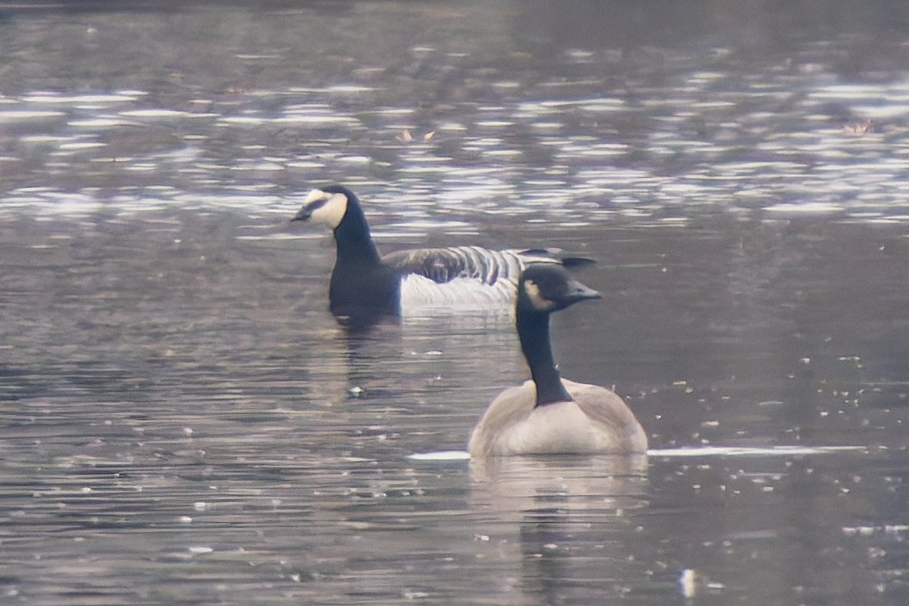 Barnacle Goose - ML645615233
