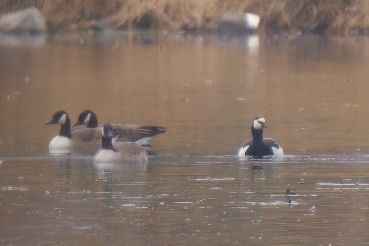 Barnacle Goose - ML645615234