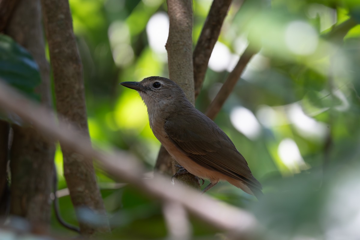 Little Shrikethrush (Arafura) - ML645615235