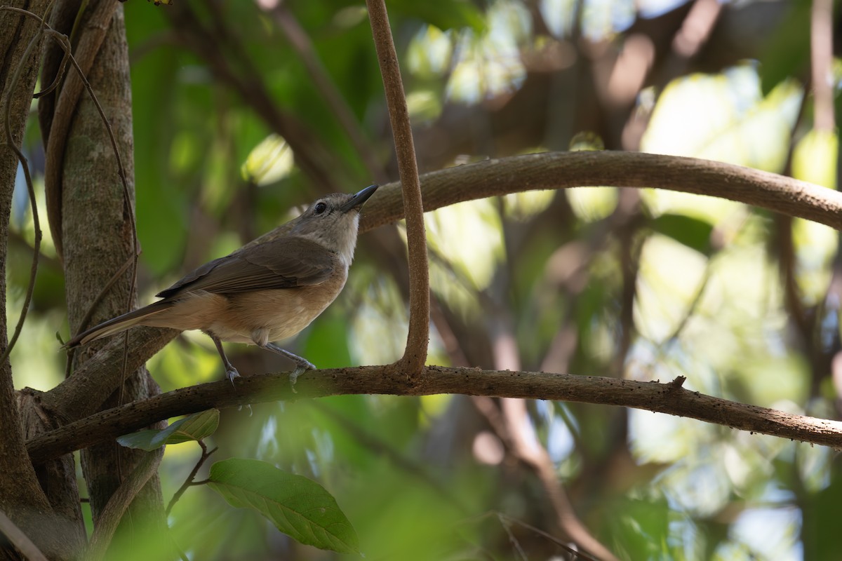 Little Shrikethrush (Arafura) - ML645615236